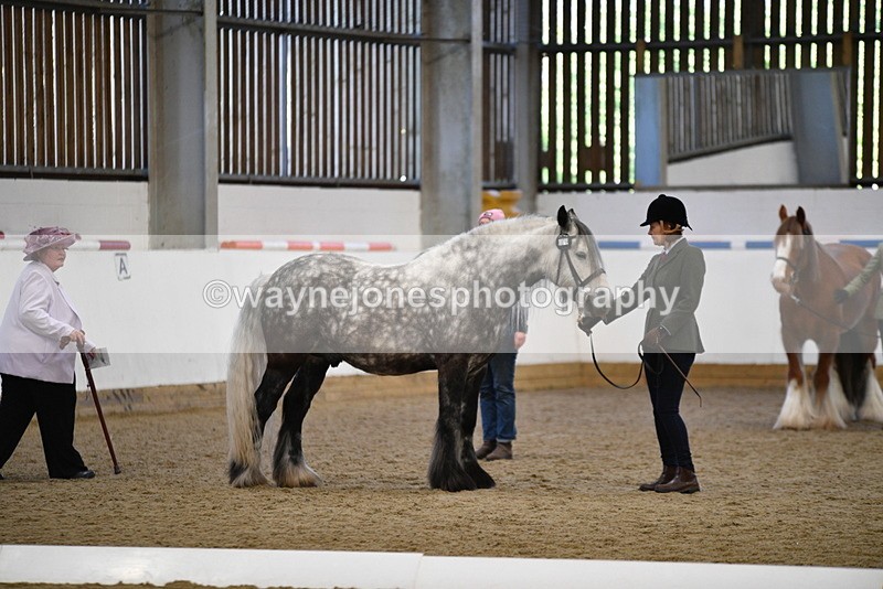 WJ5_5517 - Class 8 In hand cob