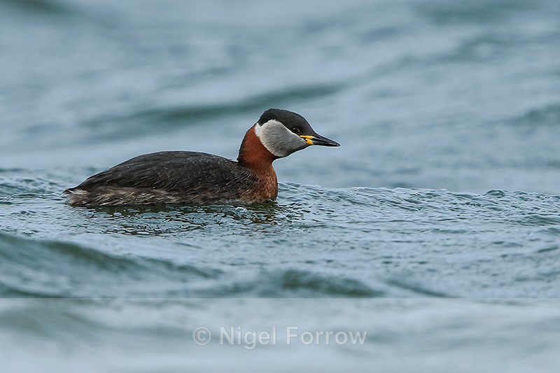 Red-necked Grebe, Farmoor Reservoir - Red-necked Grebe