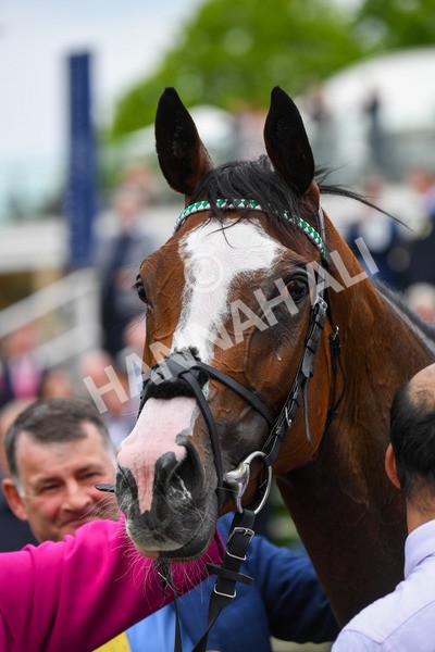 180523-Race 2-Free Wind-0294 - Race 2 2.25pm Al Basti Equiworld Dubai Middleton Fillies' Stakes