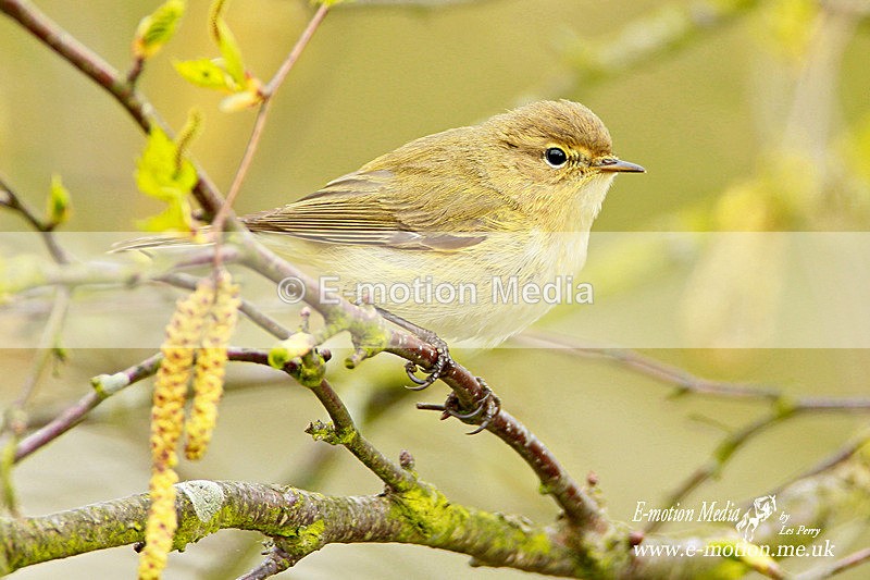 chiffchaff 070412 18 - Nature