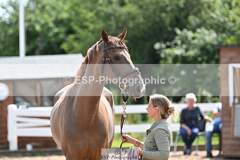 240717A-151048-02615 - Trot Up 3pm to 4pm