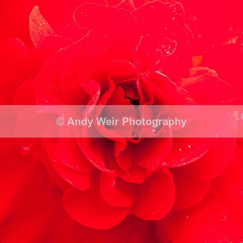 20110626-IMG_6089 - Plants & Flowers