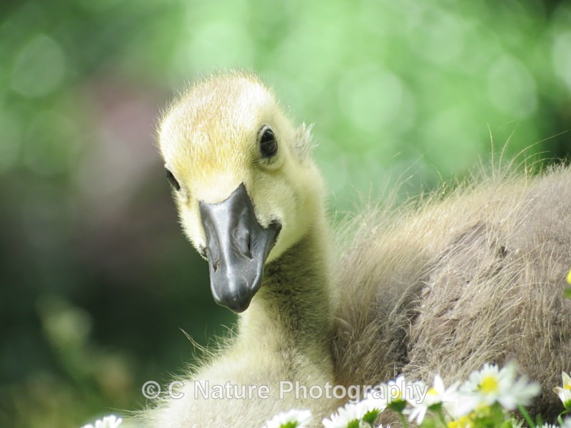 Gosling - Birds