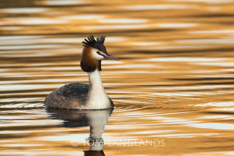 Great Crested Grebe - All Other Birds