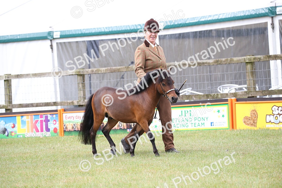 SBM_03667 - Class 23-25 - British Miniature Horse of the Year