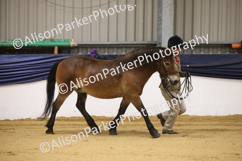 20260913-1012 - Class 109 - Bred On Exmoor In Hand