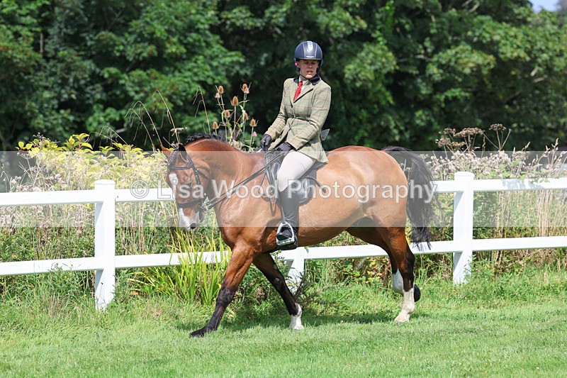 3E7A8685 - Class 5: Working Show Horse