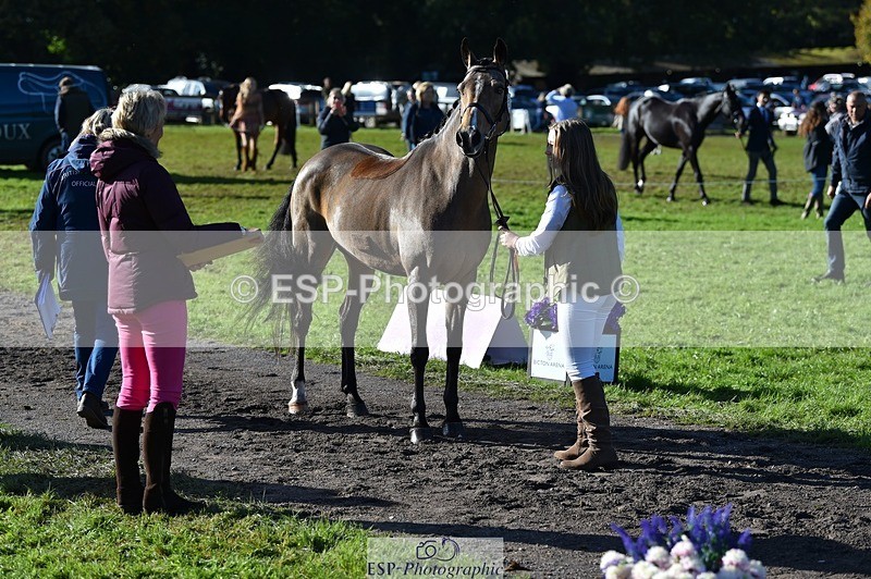 231022-111558-23848 - 558-BATHLEYHILLS.GOLDEN.SPRAY-Cleo.Whitbread-TrotUp+SJ