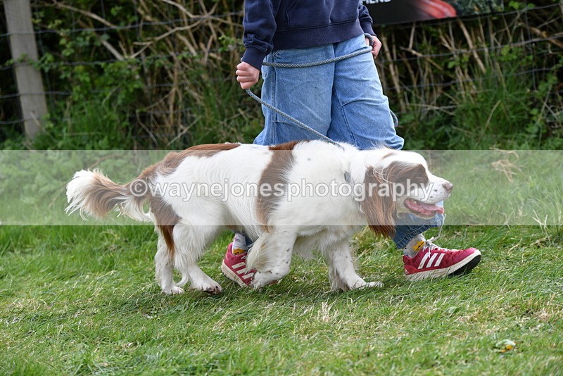 WJ5_9958 - Class 5 Best Veteran / 7 years & over