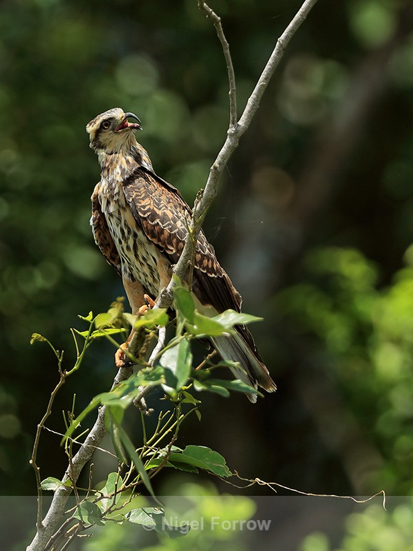 Snail Kite (juvenile) perched, Panama - Snail Kite