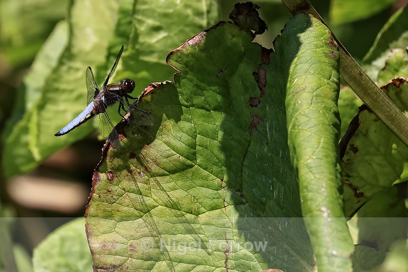 Broad-bodied Chaser (male) resting on leaf, Dorset, UK - INSECTS
