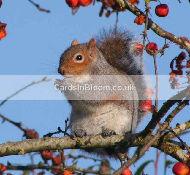 01 GREY SQUIRREL - WINTER 2020 /21