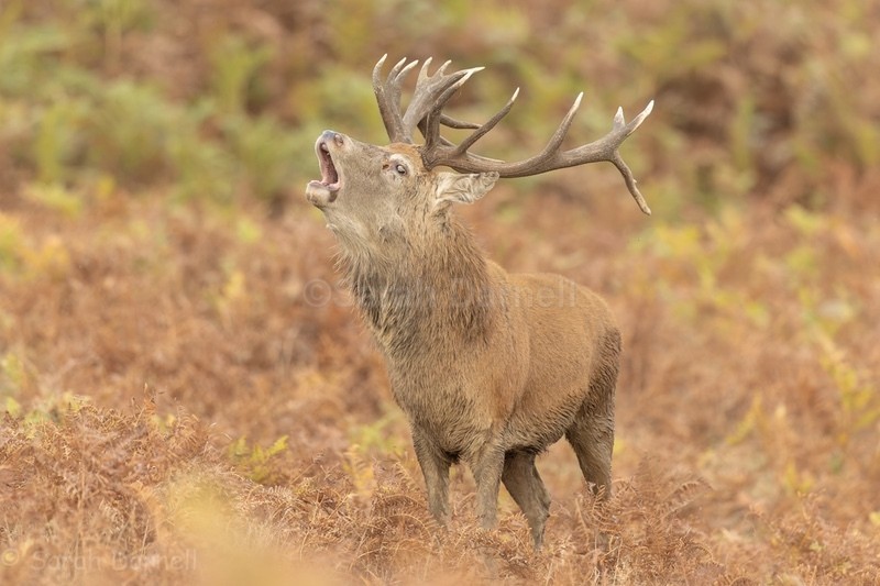 RD9 - Deer for Graham