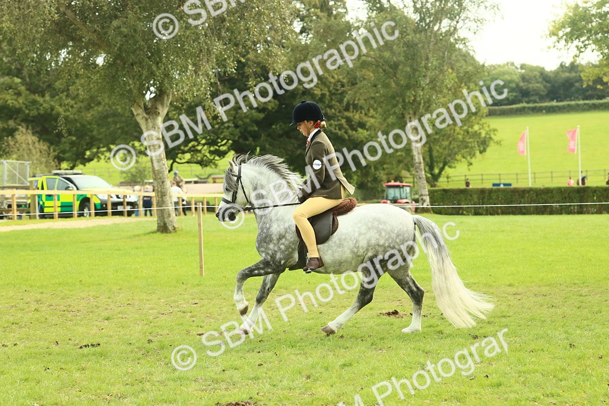 SBM_69864 - S59 - Mountain & Moorland Ridden Small Breeds