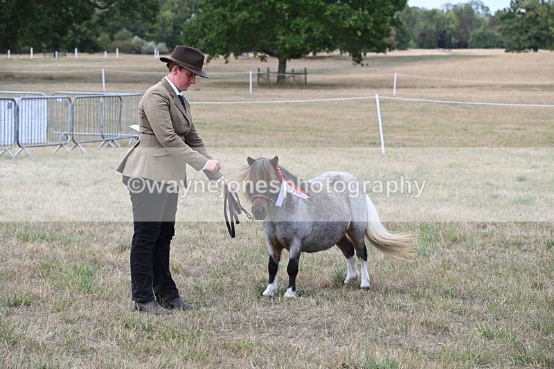 WJ6_7121 - Class 21 Shetland & Mini Horses