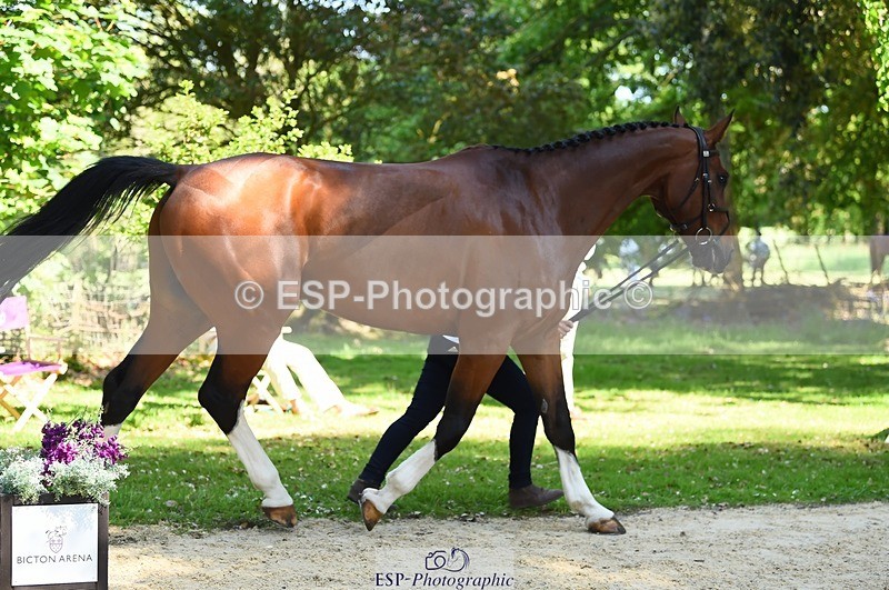 230524-154018-00430 - 372-INDYGO_BLUE-Jess_Butler-WEDTrotUp+DR