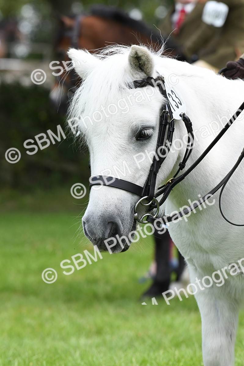 SBM_42567 - S20 - Lead Rein Mountain & Moorland Pony