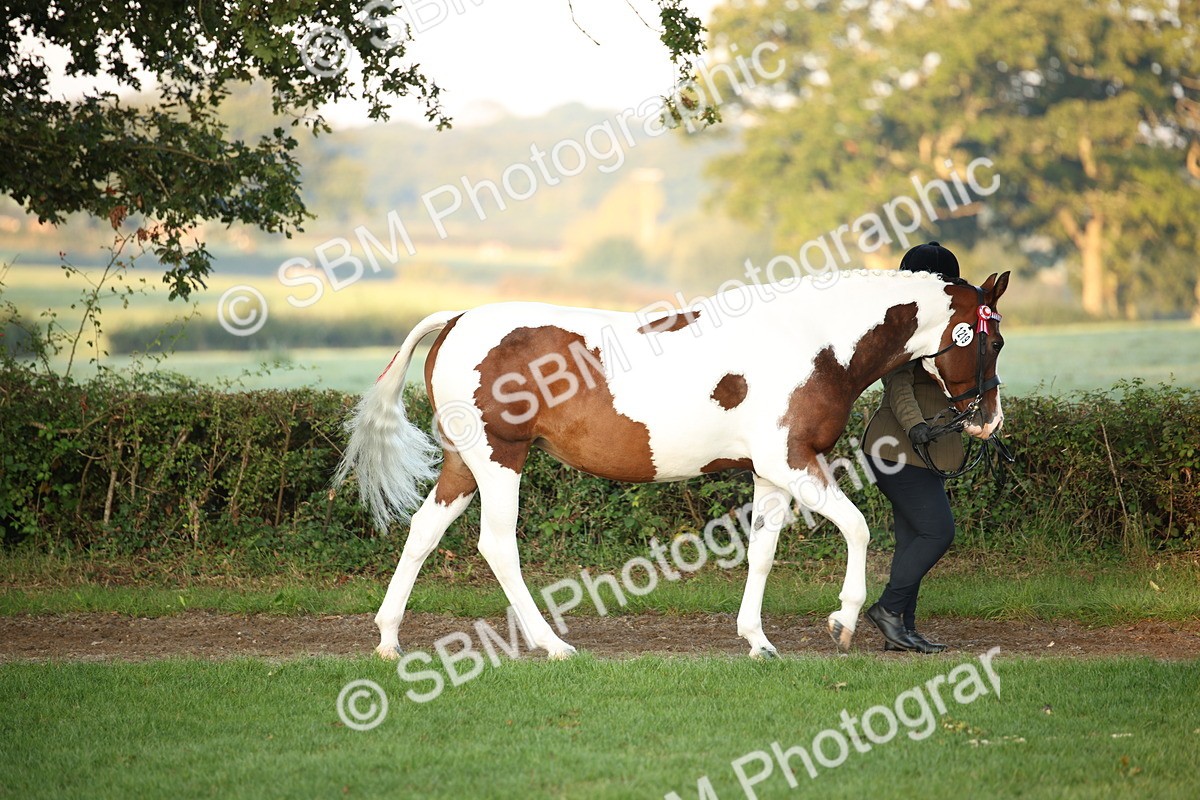 SBM_56796 - S49 - Riding Horse & Hack & Thoroughbred In Hand