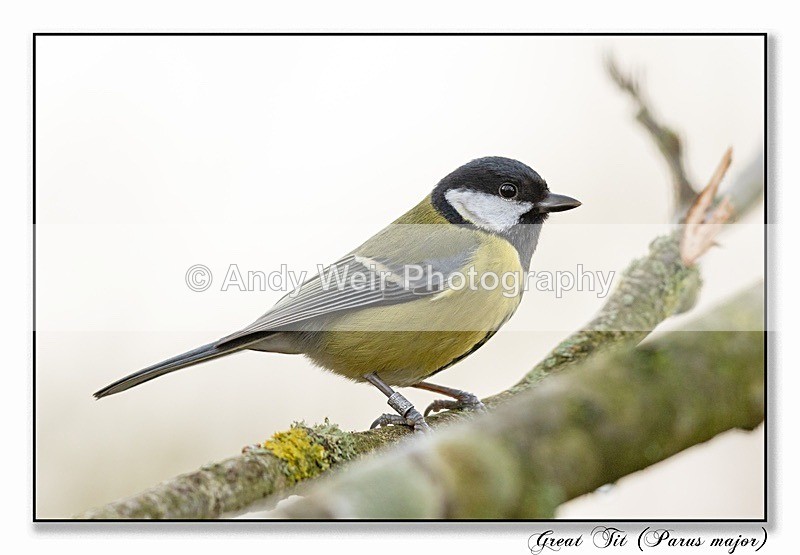 191119-7D-8E0A1218-Edit - Tits