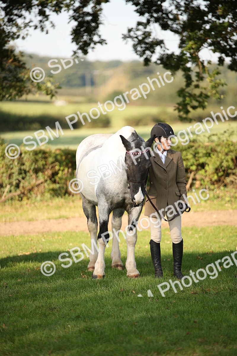 SBM_58774 - S51 - Piebald & Skewbald Horse In Hand