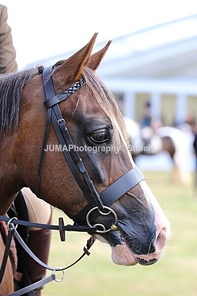 SIAL3586 - Class 8 /9