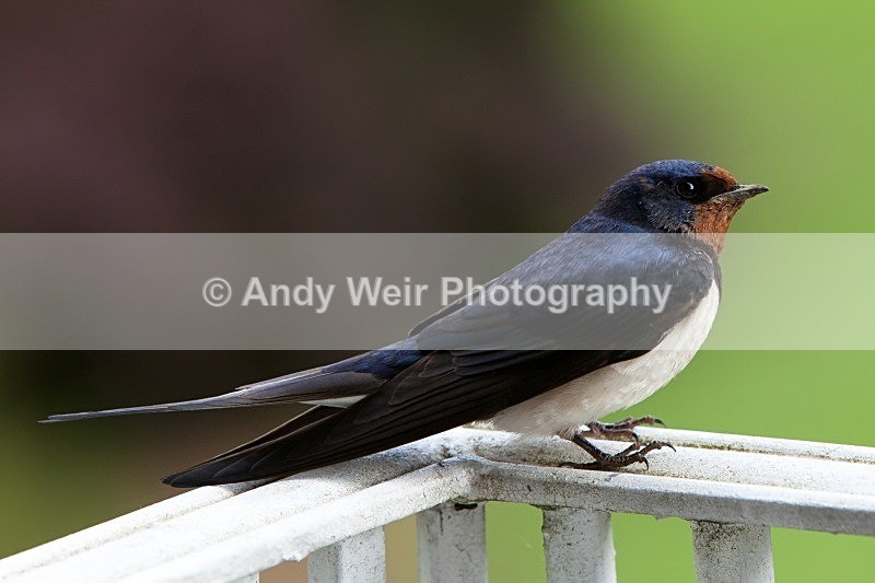 20110613-IMG_4576 - Swallows, Swifts & Martins