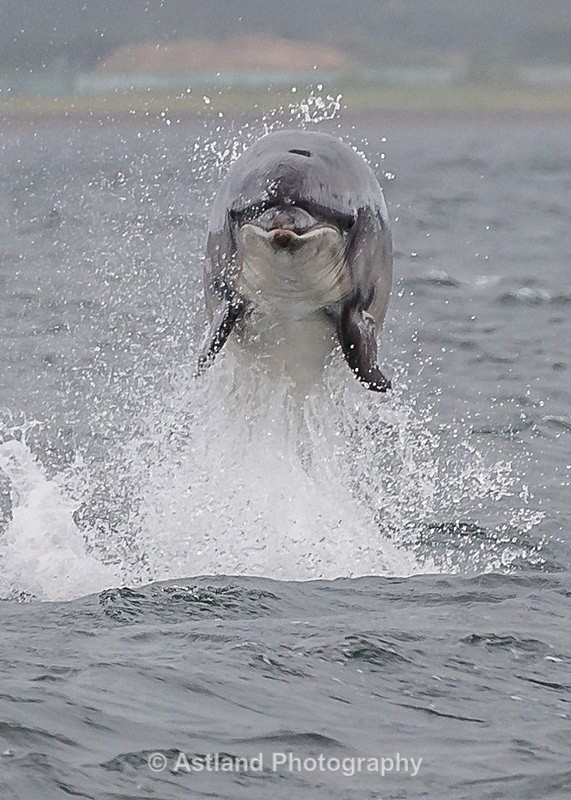 Astland Photography, Bird and Wildlife Images, Susan and Peter Wilson, U.K.