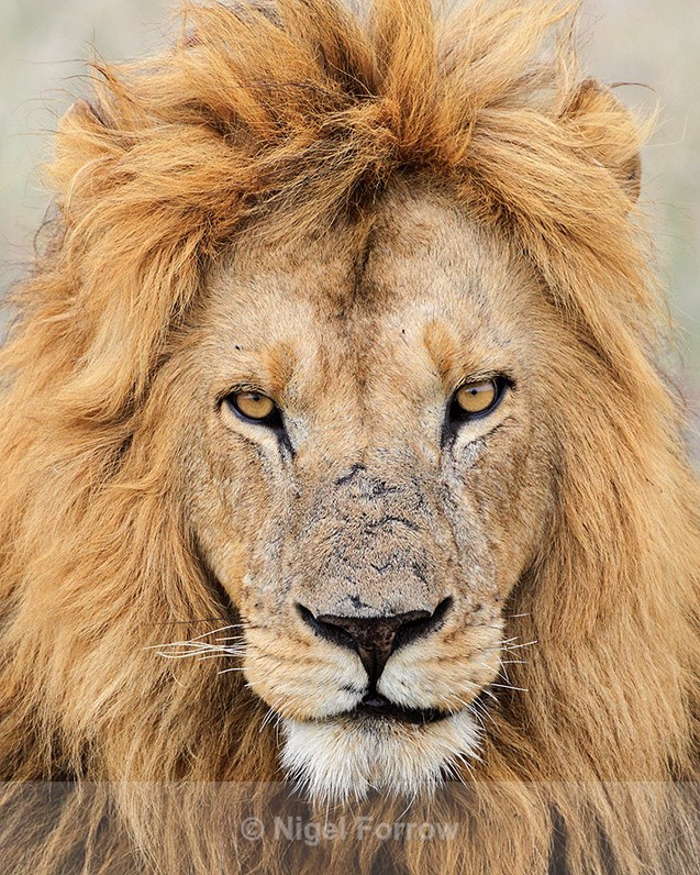 Lion portrait, Masai Mara - Lion