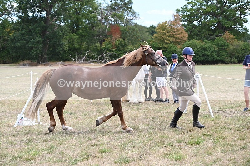 WJ6_5925 - Class 19 In-hand Veterans (Uploaded correct folder)
