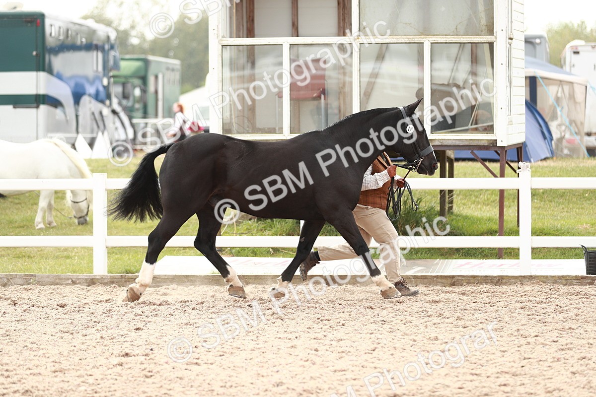 SBM_13170 - Class 208 IH Veteran Horse