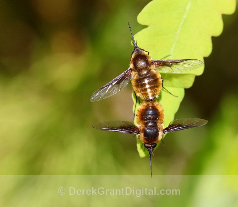 Greater Bee Fly - mating pair - Bees, Beetles, Bugs