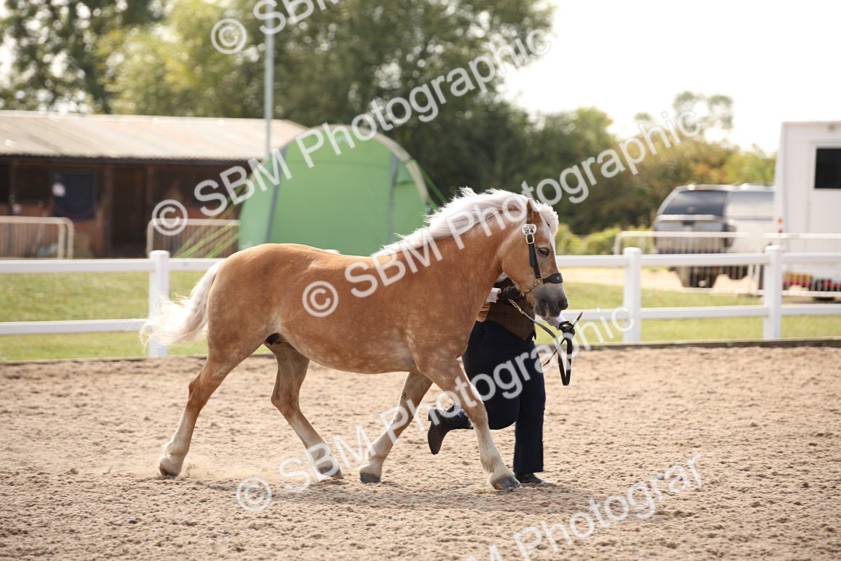 SBM_07060 - Class 25 IH Foreign Breeds- Pure bred