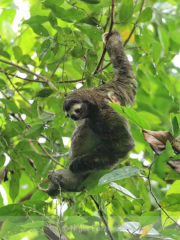 Three-toed Sloth scratching, Panama - Sloth