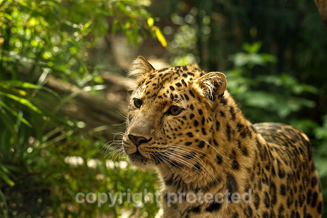 Amur Leopard - Crispin - Big Cats