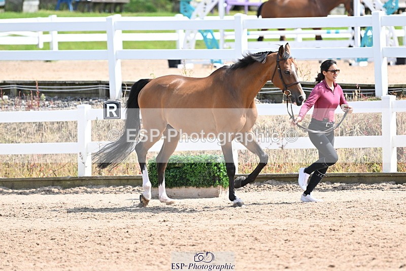 240717A-151009-02604 - Trot Up 3pm to 4pm