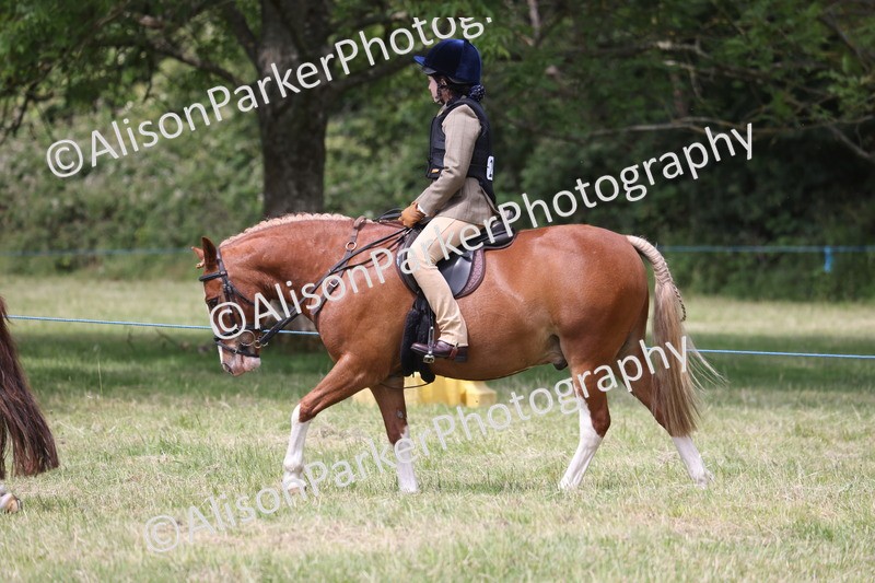 20260614-2120 - Class 21 - Novice Working Hunter Pony