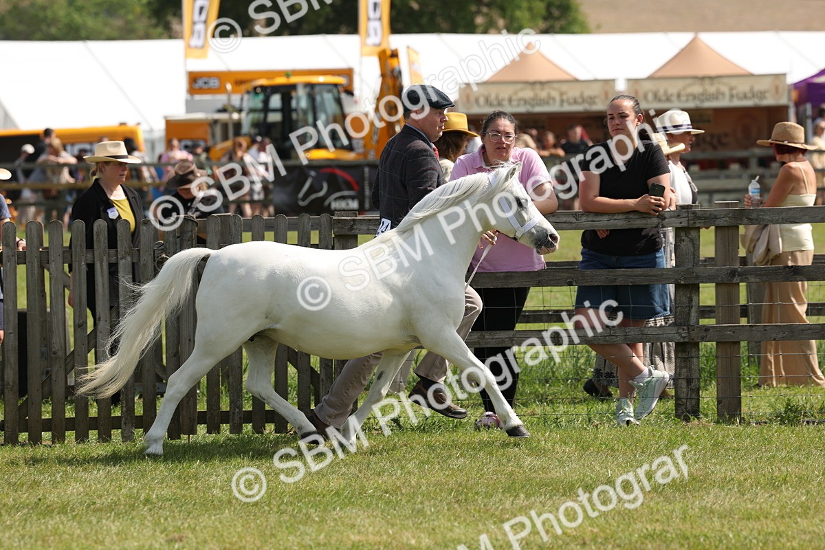 SBM_02392 - Class 6-13 - Mountatin and Moorland In Hand Welsh Breeds