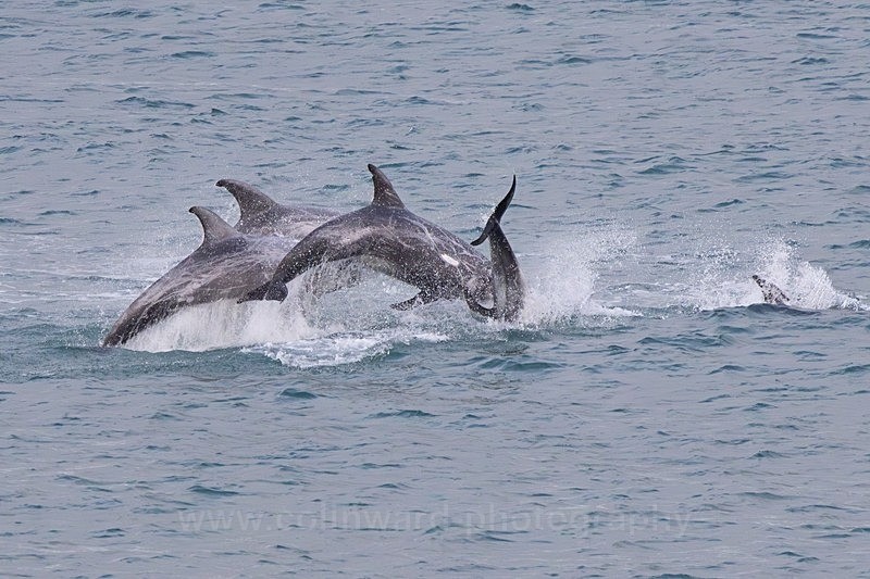 Four Rissos Dolphins breaching. Anglesey,    ref 3568 - North Wales