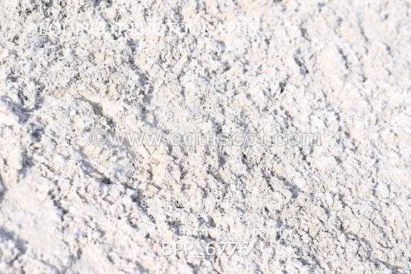 BPP_6776 - RING 1  (RIDDEN HORSES / IN HAND / VETERAN ETC)