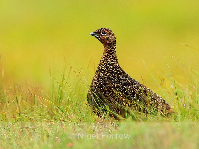Red Grouse (male), Findhorn Valley - Red Grouse