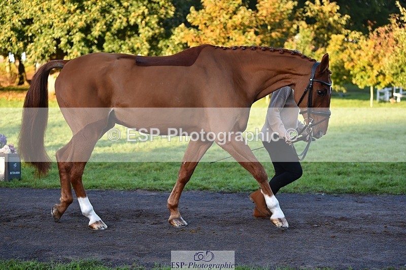 231022-084548-21341 - 625-KILTRA.ALFY-Abi.Meredith-TrotUp+SJ