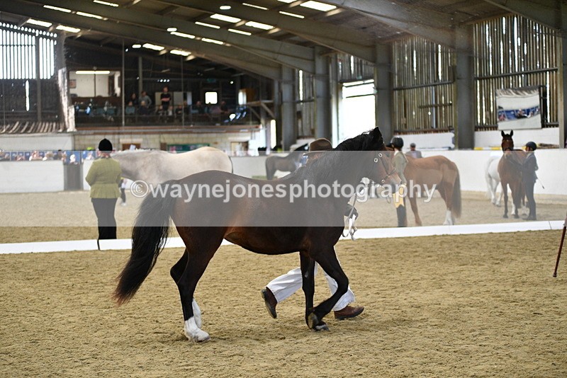 WJ5_4392 - Class 6 In hand M&M - Large Breeds