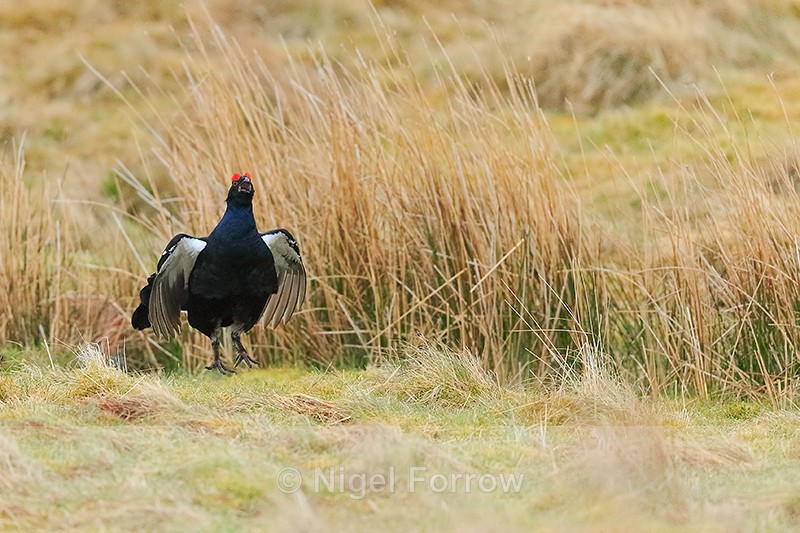 Black Grouse (male) flapping wings, Scotland - Black Grouse
