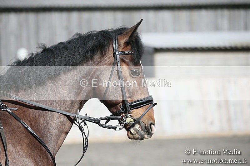 BVRC SJ 170319 341 - Bourne Valley Riding Club Showjumping 17/03/19