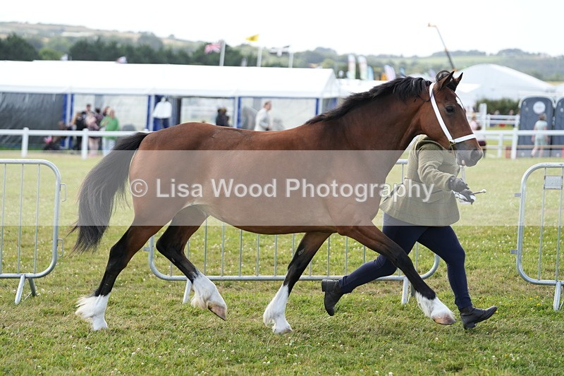 DSC05773 - Class 51: NPS M&M 4 years and over Large Breeds