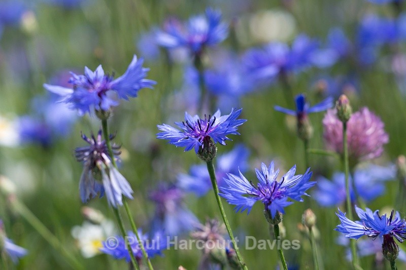  - Plants: wide-angle