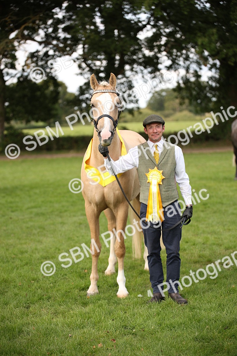 SBM_62952 - In Hand Horse Supreme Championship