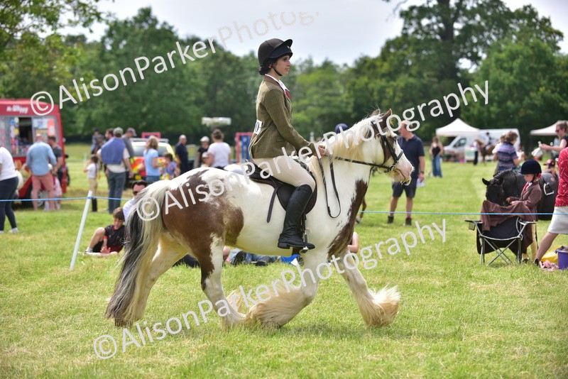 20260614-3977 - Class 16 - Handsome Gelding