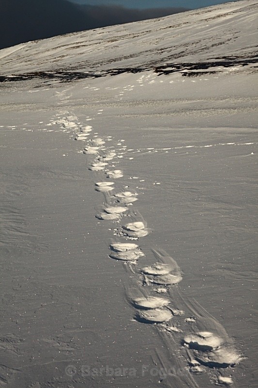 Polarbear tracks 9899 - Winter in the daylight