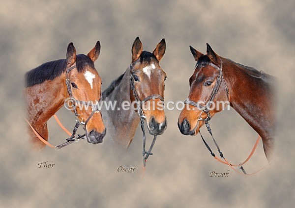 MONTAGE2 - 3 racehorses montage